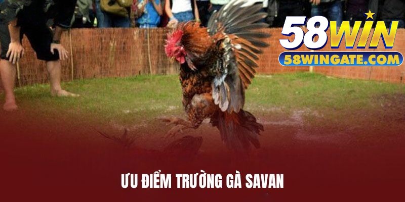 Ưu điểm trường gà Savan