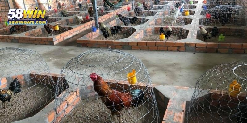 Học hỏi cách chăm nuôi từ trang trại