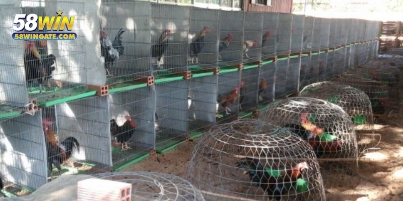 Trang trại quy mô khủng gà đá Mít Chà Cú